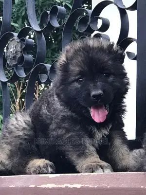 1-3 months Male Purebred Caucasian Shepherd