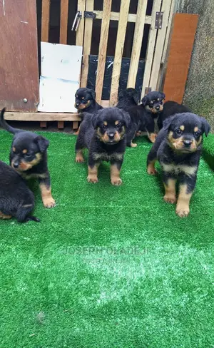 1-3 months Female Purebred Rottweiler