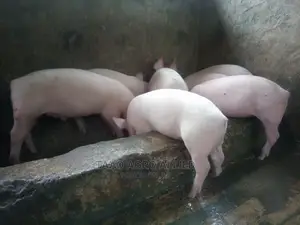 Pureline Weaners at Ede, Osun