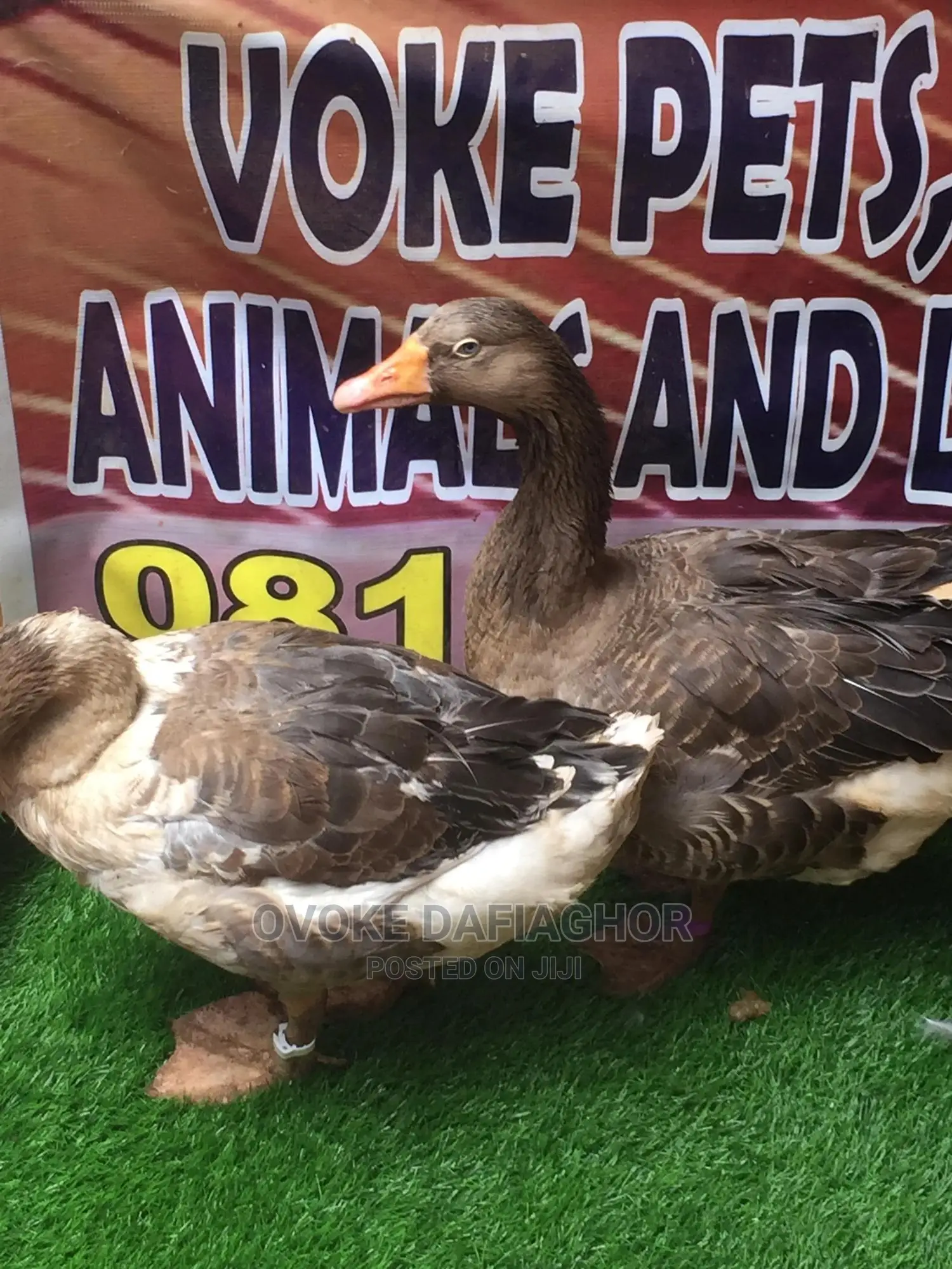 Pair Canada Geese
