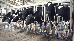 Cow Milking Parlour