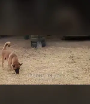 3-6 Month Female Purebred Belgian Malinois