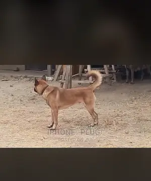 3-6 Month Female Purebred Belgian Malinois