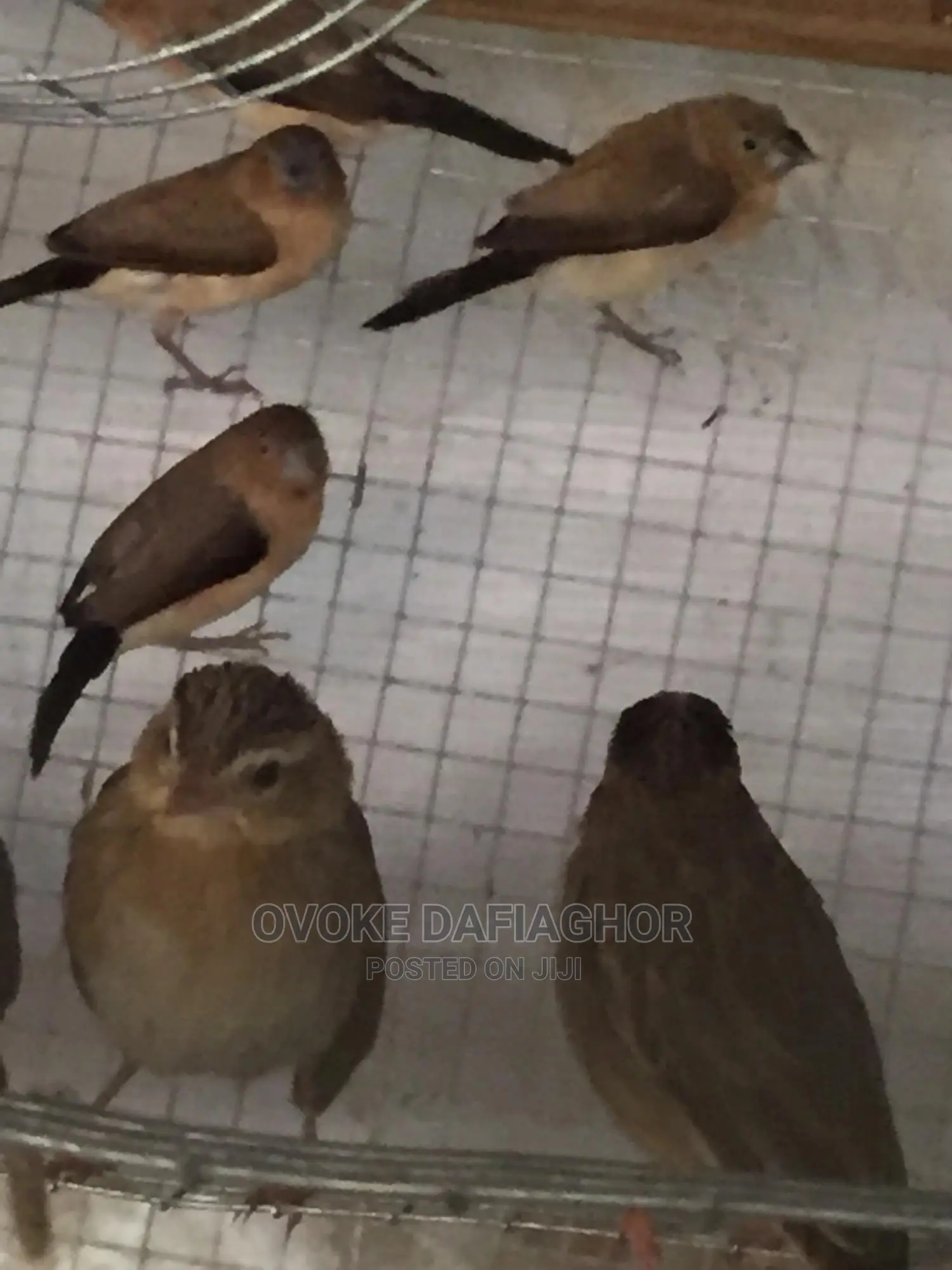 Finches Exotic T Birds