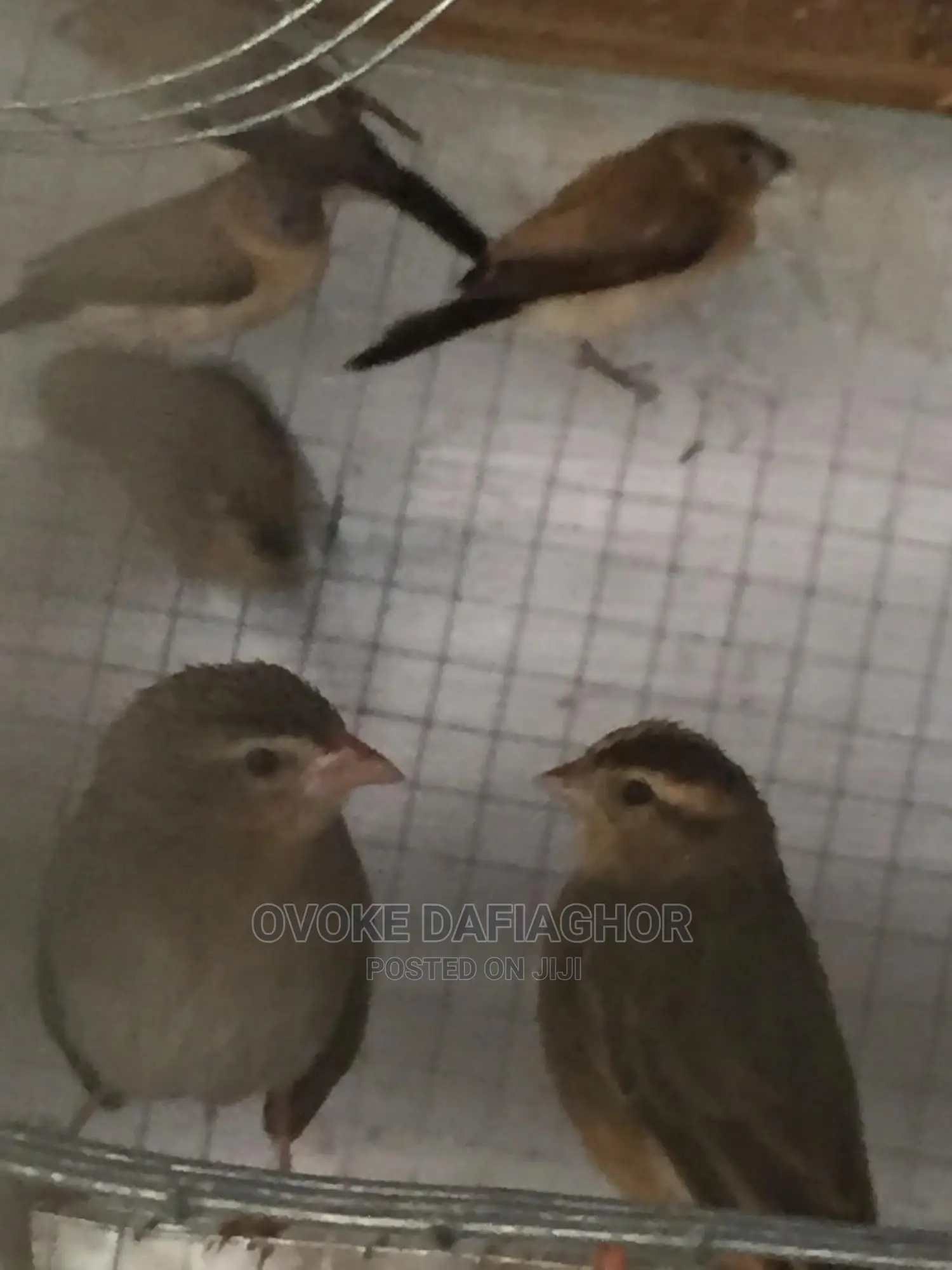 Finches Exotic T Birds