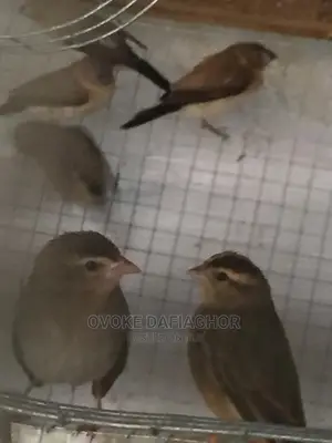Finches Exotic T Birds