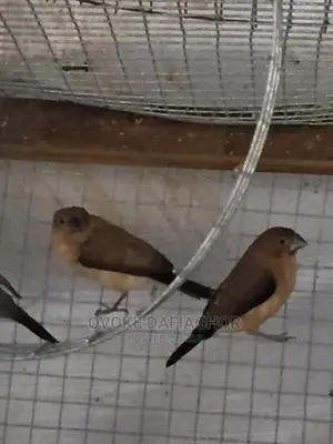 Hand Trained Finches