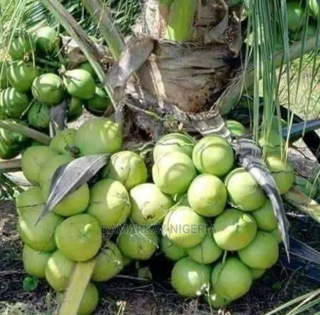 Brazilian Hybrid Dwarf Coconult