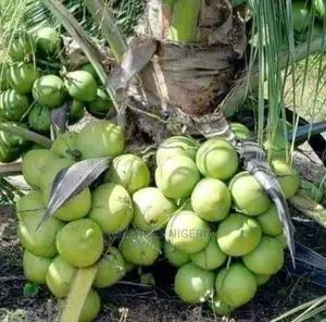 Brazilian Hybrid Dwarf Coconult