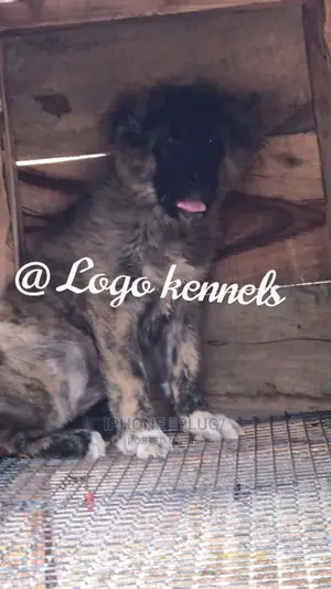 1-3 months Female Purebred Caucasian Shepherd