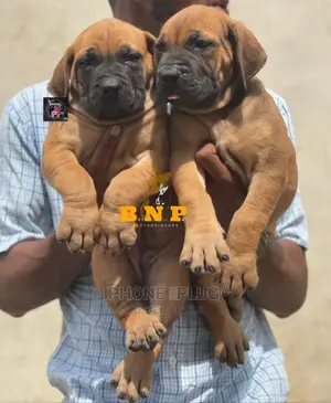 3-6 months Female Purebred Boerboel