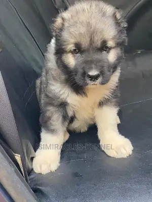 1-3 months Female Purebred Caucasian Shepherd