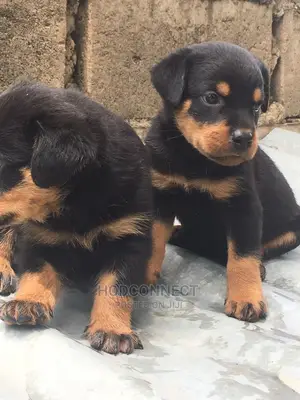 1-3 months Male Purebred Rottweiler