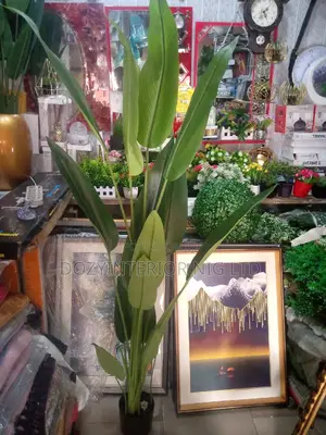 Amazing Flowers