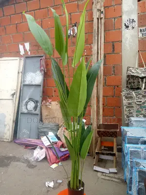 Amazing Flowers