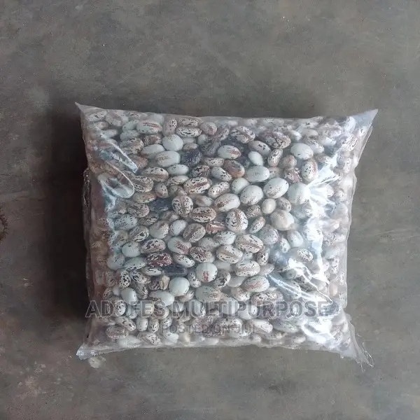 Castol Seeds for Planting