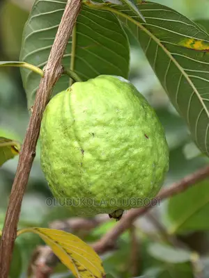 Jumbo Guava Seedlings