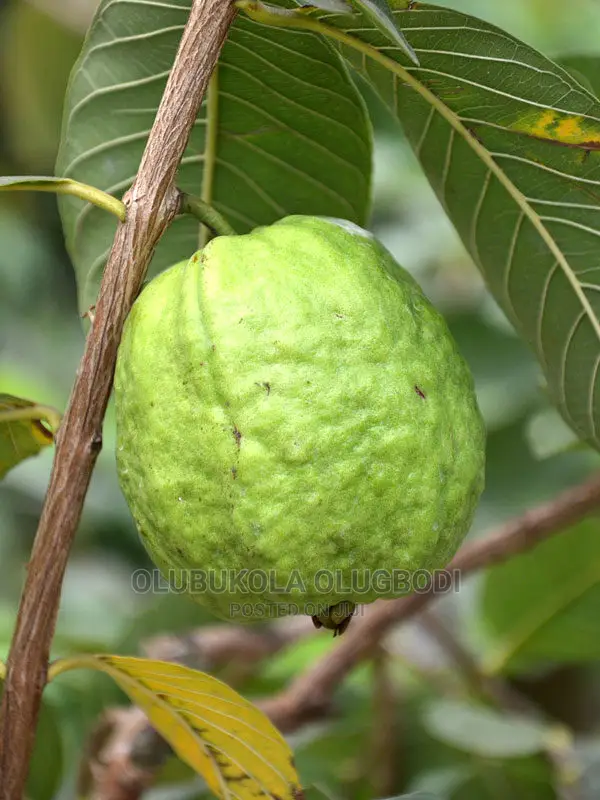 Jumbo Guava Seedlings