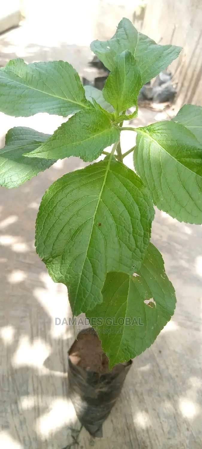 Scent Leaf Seedlings