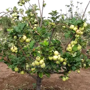 Fruits Seedlings Apple Citrus Grape