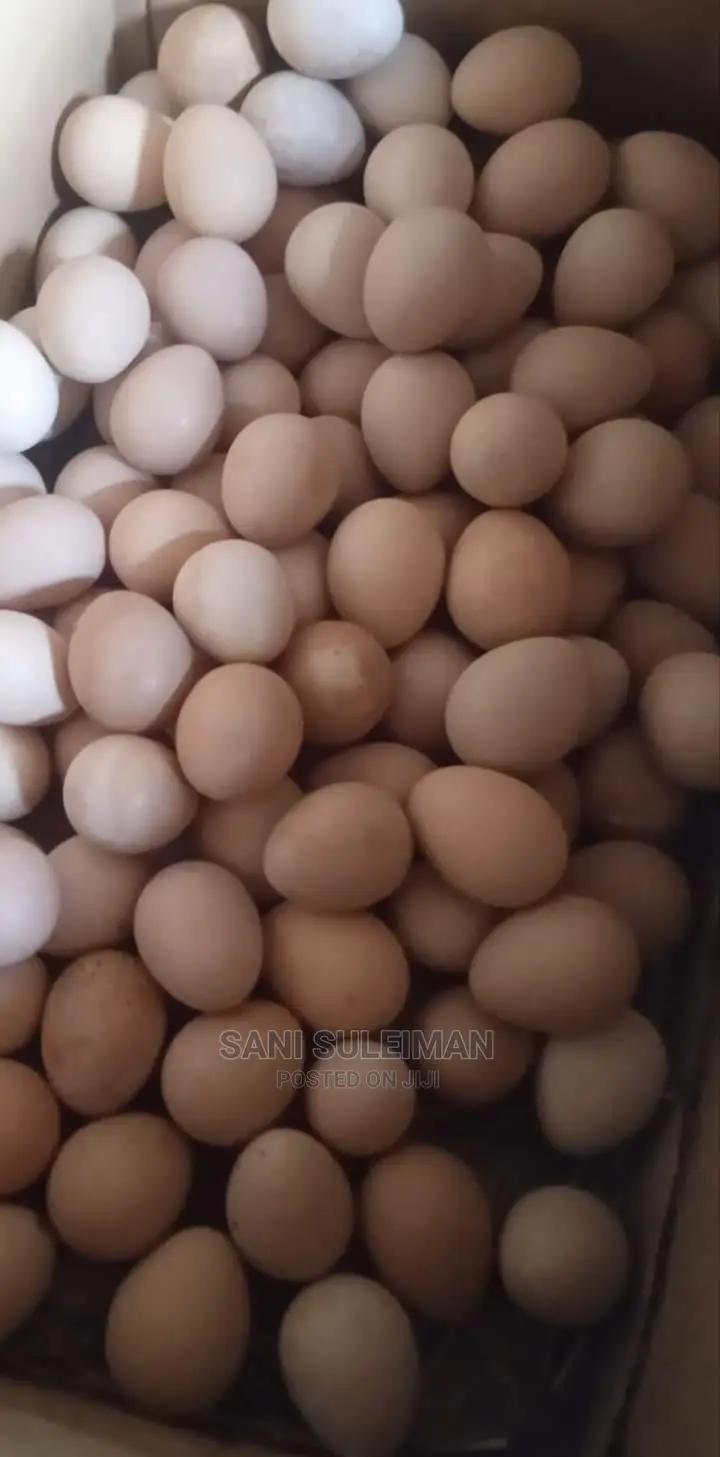 Brahma Egg