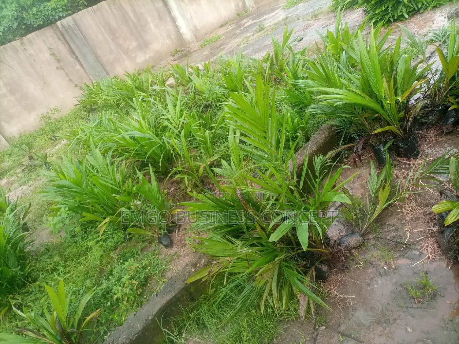 Tenera Breed Special Palm Seedling