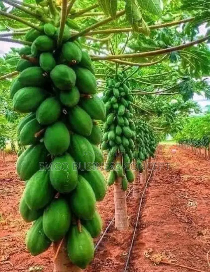 Dwarf Pawpaw