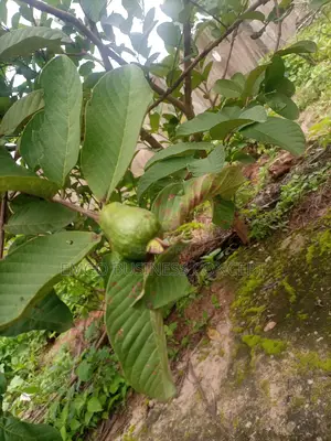 Dwarf Guava Seedling