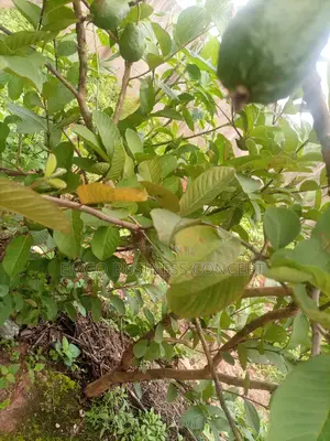 Dwarf Guava Seedling