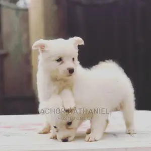 1-3 months Female Purebred American Eskimo