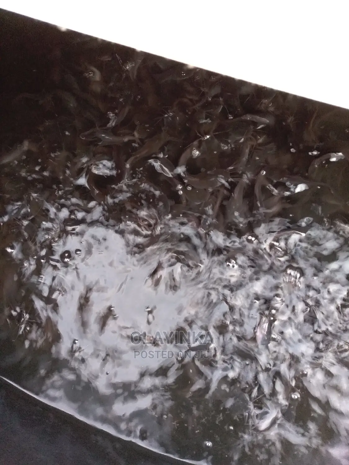 Catfish Juveniles