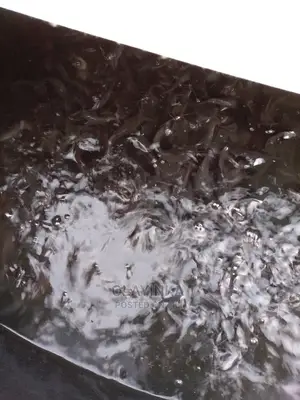 Catfish Juveniles