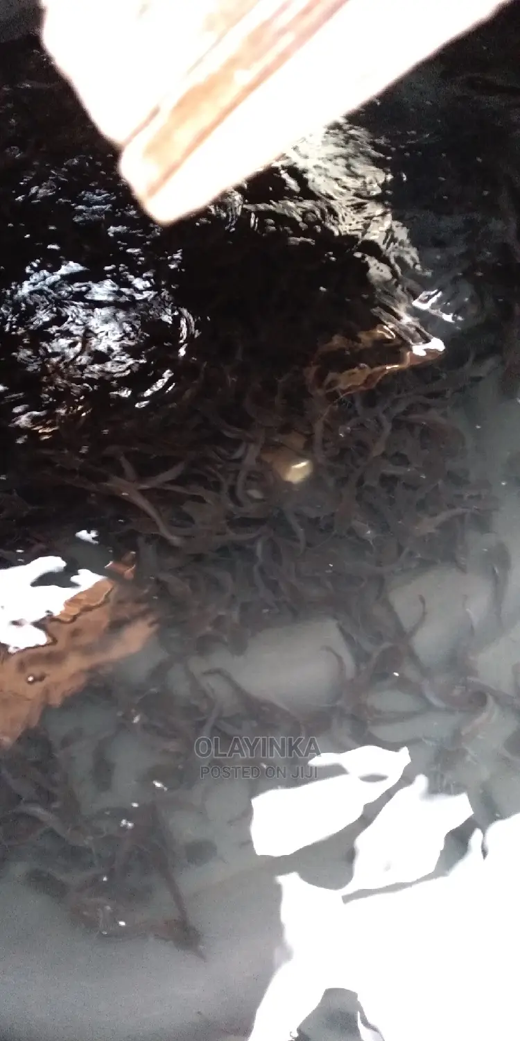 Catfish Juveniles