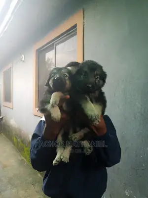 1-3 months Female Purebred German Shepherd