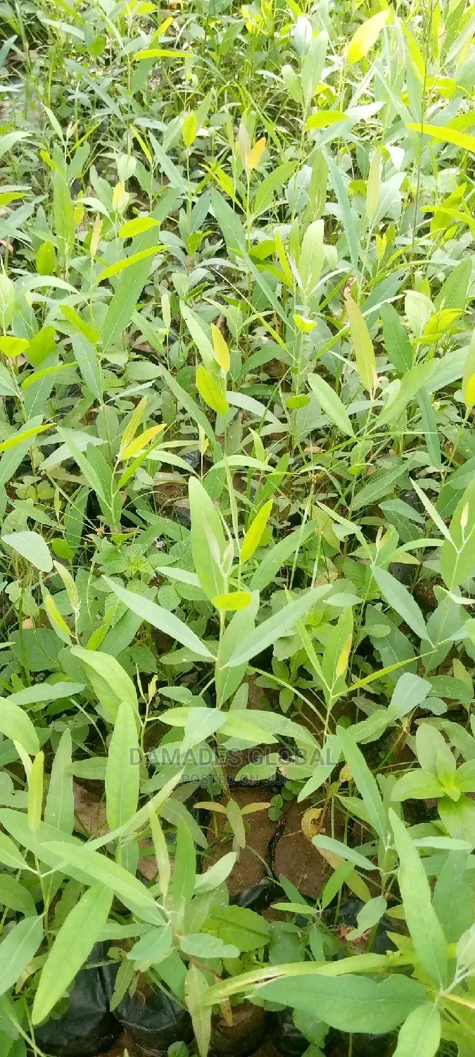 Eucalyptus Seedlings