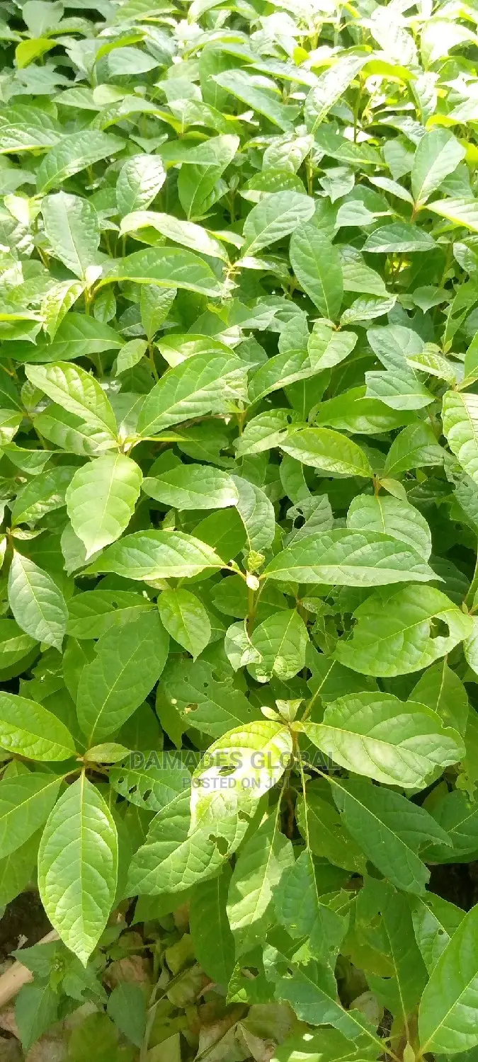 Afara Seedling