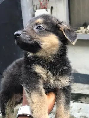 1-3 months Male Purebred German Shepherd