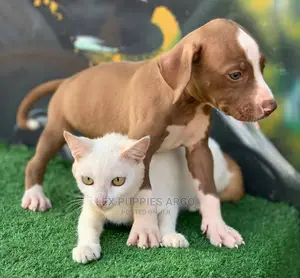 1-3 months Female Purebred American Pit Bull Terrier