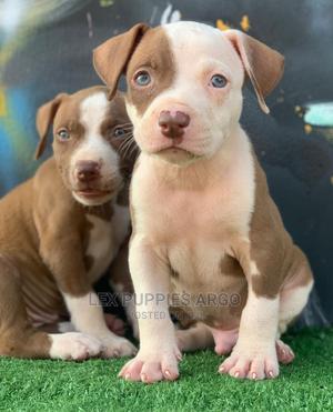 Brown Pitbull Puppy Blue Eyes Red Nose Pitbull Dog 11 Week Old