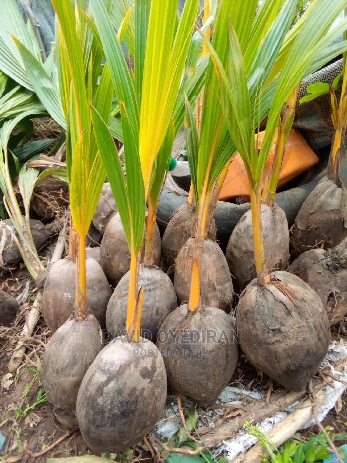 Hybrid and Dwarf Coconut Seedlings
