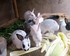 Rabbit for Sale
