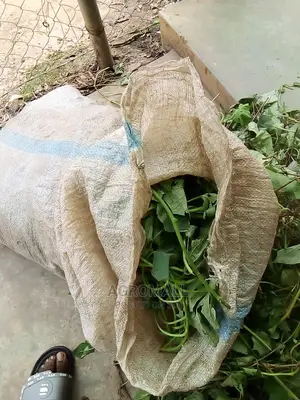 Sweet Potato Vine_25kg Bag