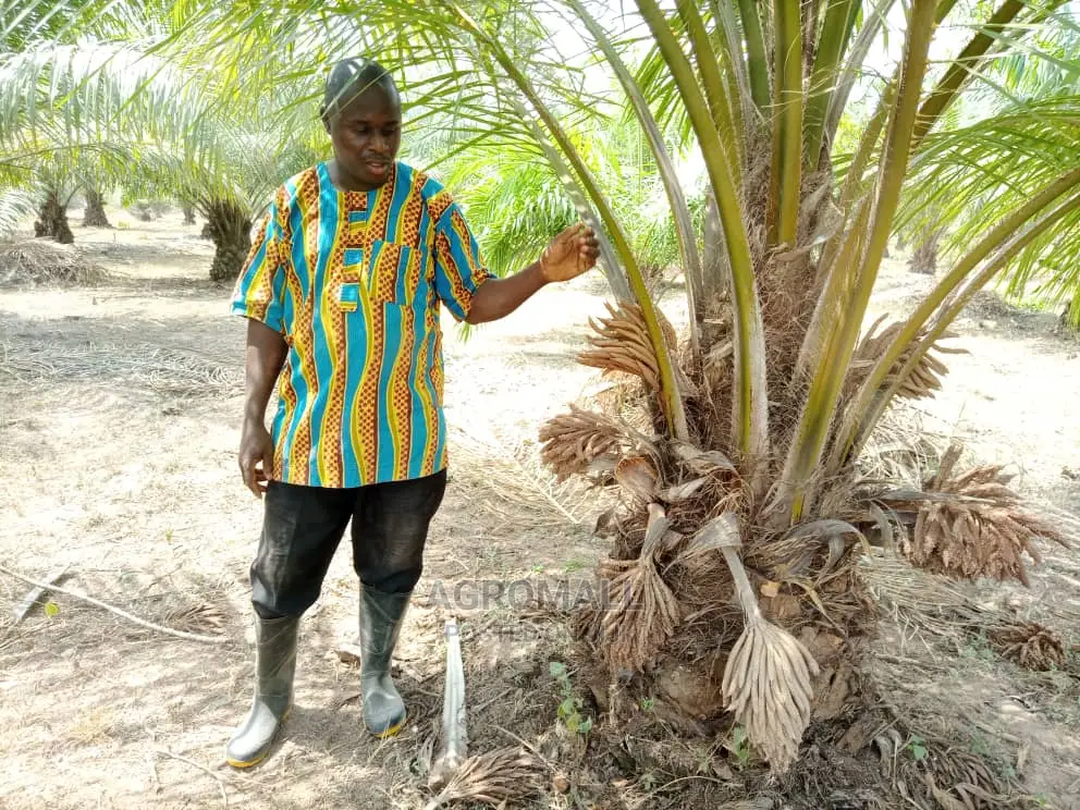 Supergene Oil Palm Seedling