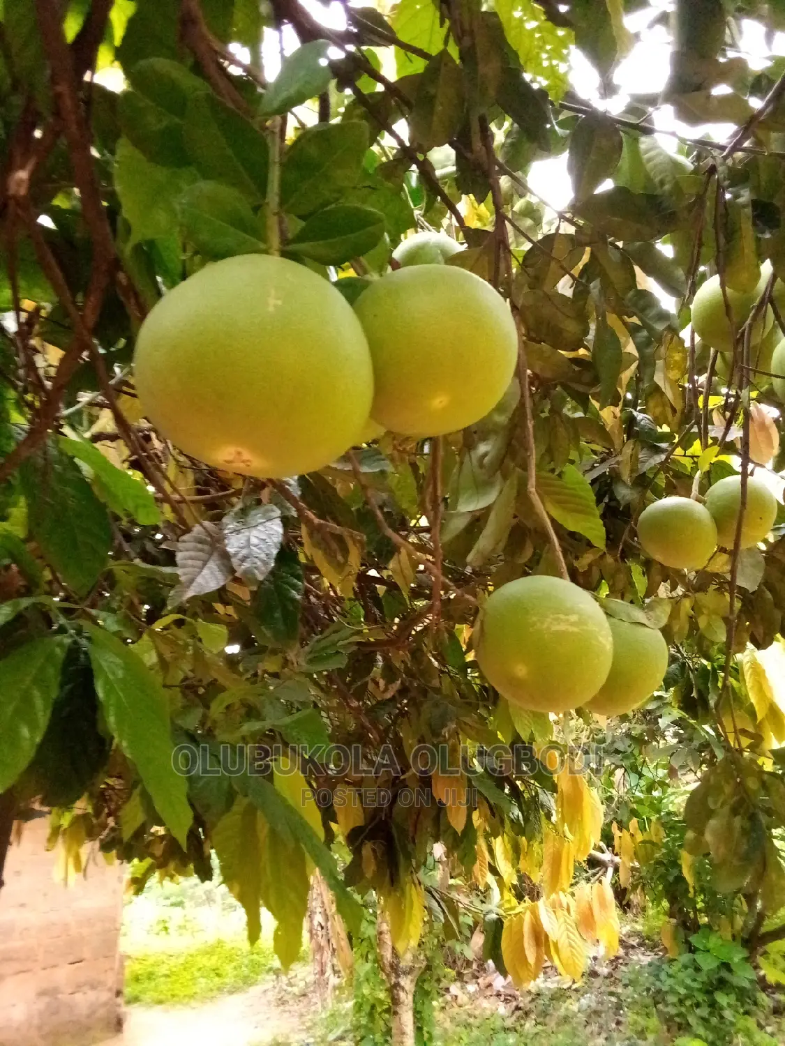 Shaddock (Big Red Grapes)
