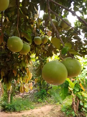 Shaddock (Big Red Grapes)