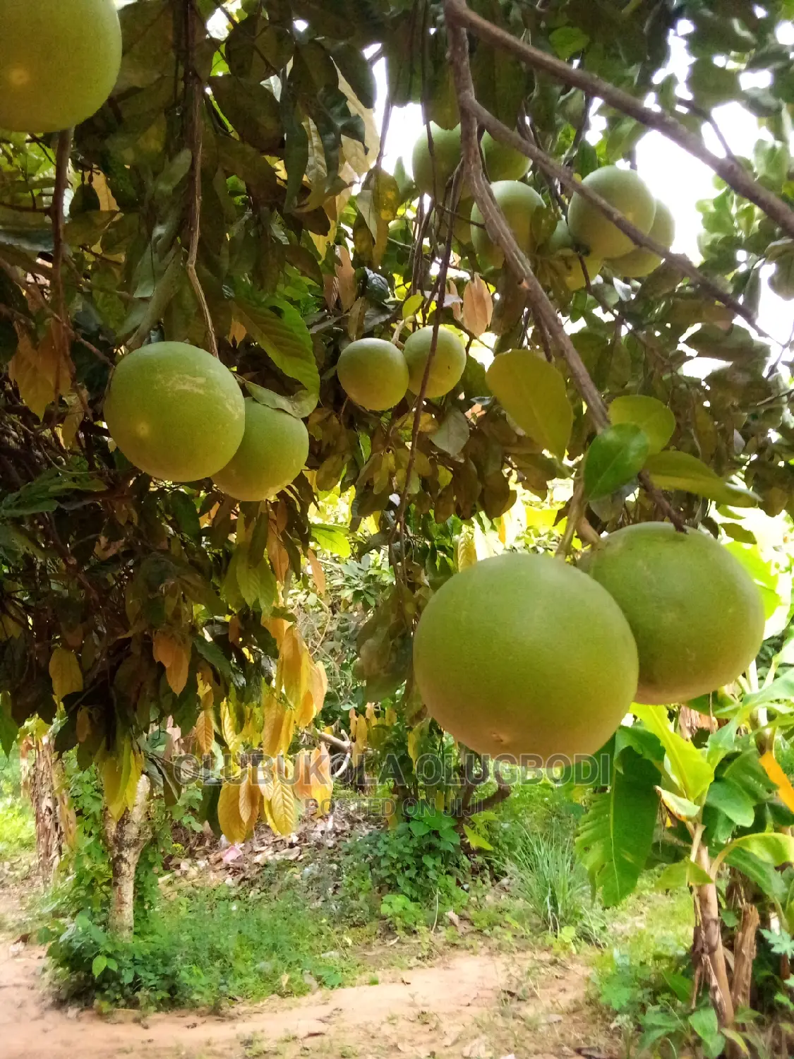 Shaddock (Big Red Grapes)