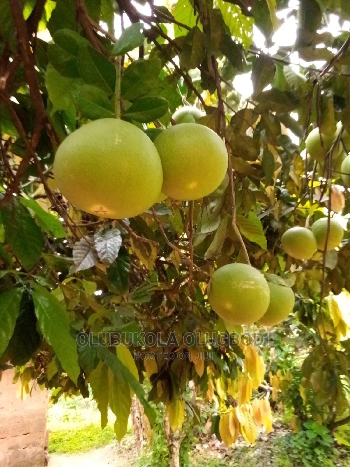 Shaddock (Big Red Grapes)