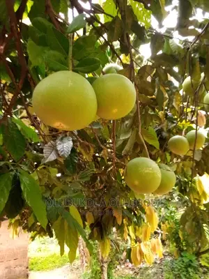 Shaddock (Big Red Grapes)