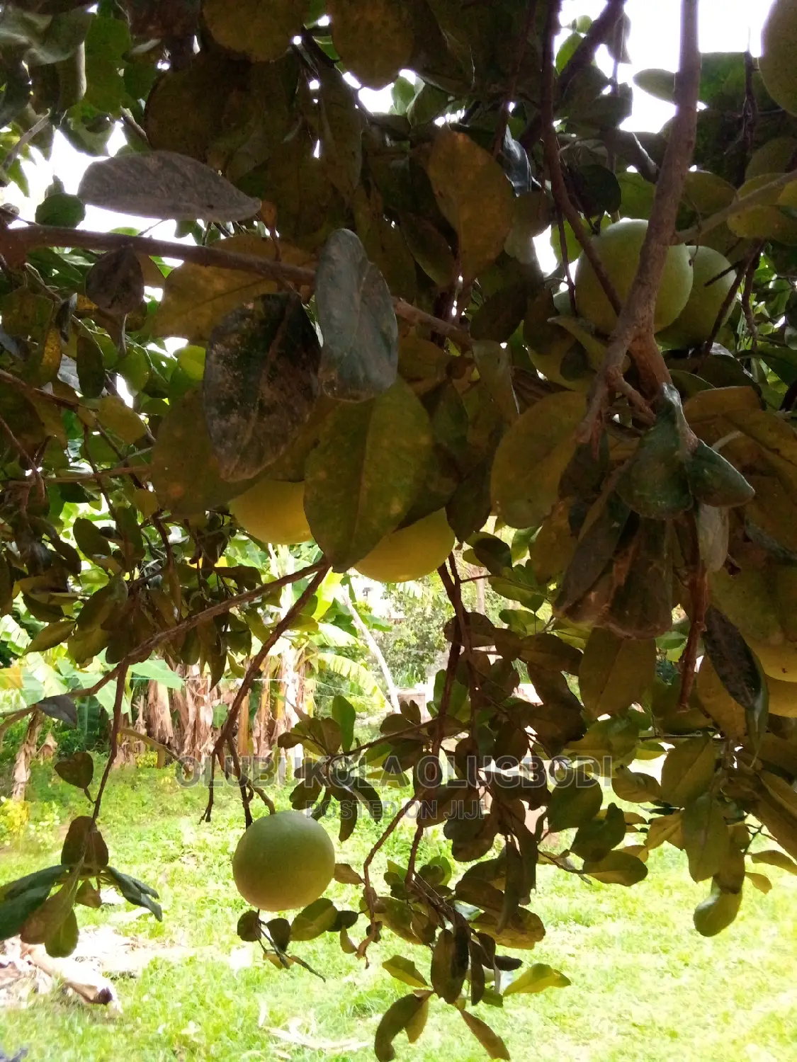 Shaddock (Big Red Grapes)