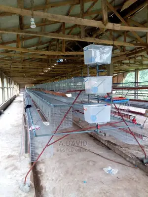 Poultry Battery Cages